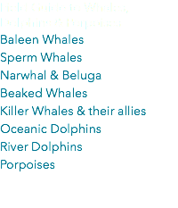 Field Guide to Whales, Dolphins & Porpoises Baleen Whales Sperm Whales Narwhal & Beluga Beaked Whales Killer Whales & their allies Oceanic Dolphins River Dolphins Porpoises 